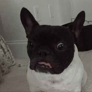 Meet your Posher, Ella